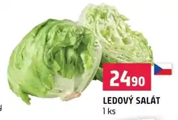 Terno Ledový salát nabídka