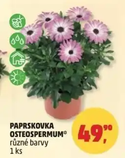 Penny Market Paprskovka osteospermum nabídka