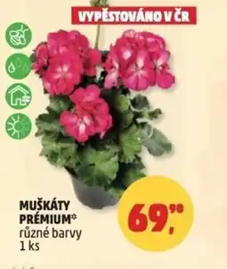 Penny Market Muškáty prémium nabídka
