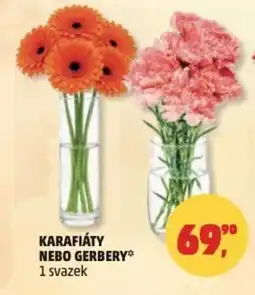Penny Market Karafiáty nebo gerbery nabídka