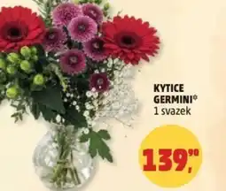 Penny Market Kytice germini nabídka