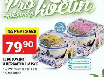 Lidl Cibuloviny v keramice nabídka