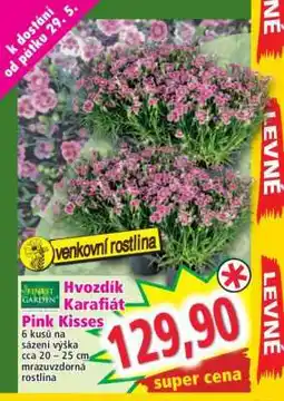 Norma Hvozdík Karafiát Pink Kisses nabídka