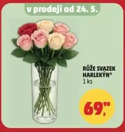 Penny Market Růže svazek harlekýn nabídka