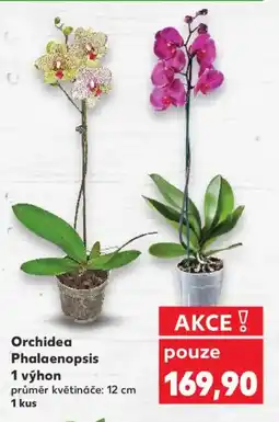 Kaufland Orchidea Phalaenopsis 1 výhon nabídka
