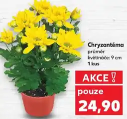Kaufland Chryzantéma nabídka