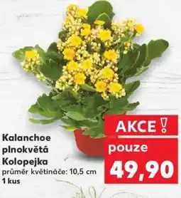 Kaufland Kalanchoe plnokvětá Kolopejka nabídka