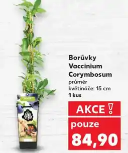 Kaufland Borůvky Vaccinium Corymbosum nabídka