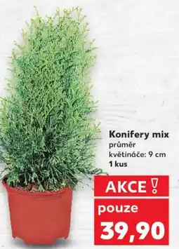 Kaufland Konifery mix nabídka