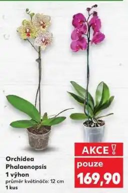 Kaufland ORCHIDEA PHALAENOPSIS nabídka