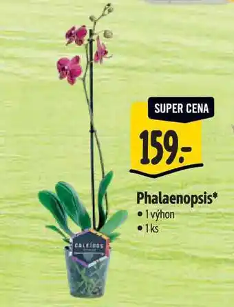 Albert Phalaenopsis 1 výhon nabídka