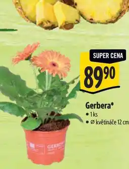 Albert Gerbera, pr. květináče 12 cm nabídka