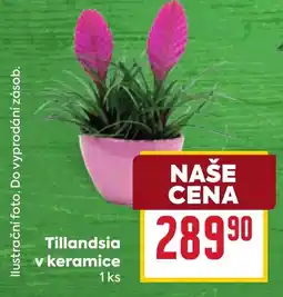 Billa Tillandsia v keramice nabídka