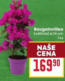 Billa Bougainvillea nabídka