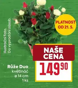 Billa Růže Duo květináč nabídka