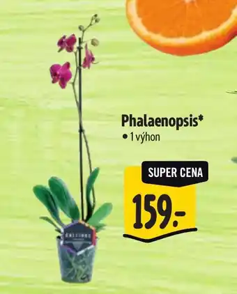 Albert Phalaenopsis nabídka