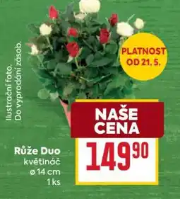 Billa Růže Duo nabídka