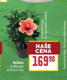 Billa Ibišek 1ks nabídka