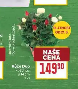 Billa Růže Duo květináč 14 cm 1ks nabídka