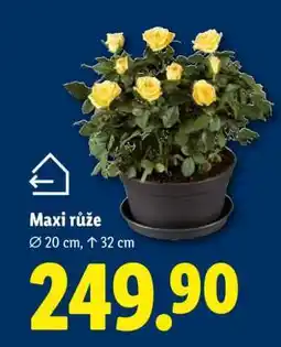Lidl MAXI RŮŽE nabídka
