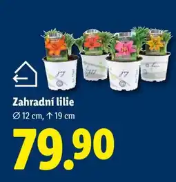 Lidl ZAHRADNÍ LILIE nabídka