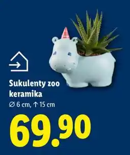 Lidl Sukulenty zoo keramika nabídka