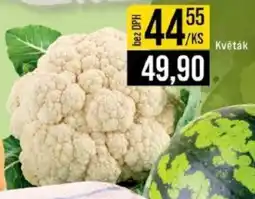 Jip Květák nabídka