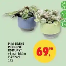 Penny Market MINI ZELENÉ POKOJOVÉ ROSTLINY nabídka