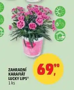 Penny Market Zahradní karafiát Lucky Lips nabídka