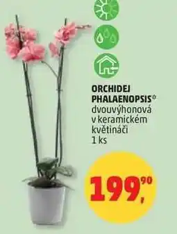 Penny Market ORCHIDEJ PHALAENOPSIS nabídka
