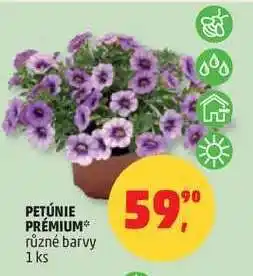 Penny Market PETÚNIE PRÉMIUM nabídka