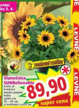 Norma Slunečnice SUNBelievable nabídka