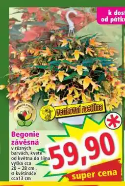 Norma Begonie závěsná nabídka
