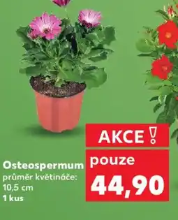Kaufland Osteospermum nabídka