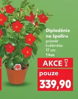 Kaufland Dipladenie na špaliru nabídka