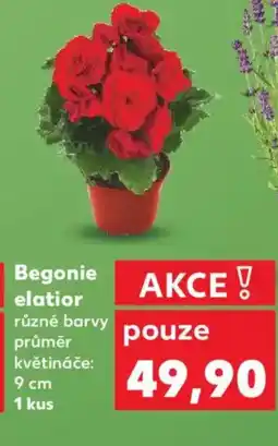 Kaufland Begonie elatior nabídka