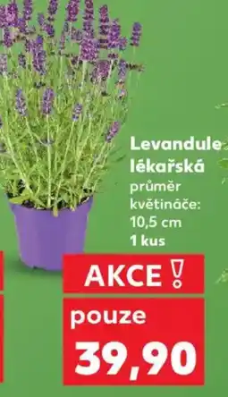 Kaufland Levandule lékařská nabídka
