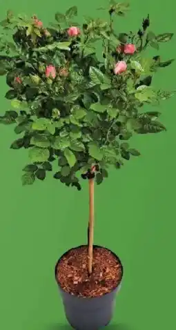 Kaufland Růže na kmínku nabídka