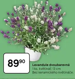Tesco Levandule dvoubarevná 1 ks, květináč Bez keramického květináče. nabídka