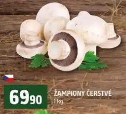 Terno Žampiony čerstvé nabídka