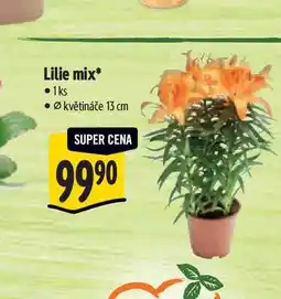 Albert Lilie mix, pr. květináče 13 cm nabídka