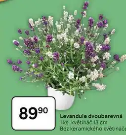Tesco Levandule dvoubarevná, 1 ks, květináč 13 cm nabídka