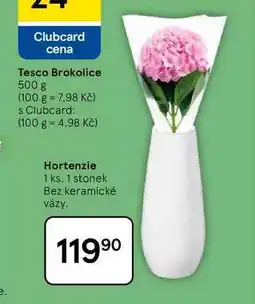 Tesco Hortenzie, 1 ks, 1 stonek nabídka