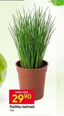 Hruška Pažitka kelímek 1ks nabídka
