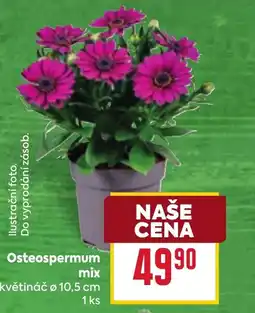 Billa Osteospermum mix nabídka