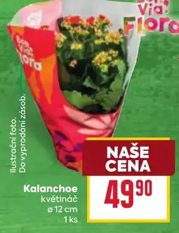 Billa Kalanchoe nabídka