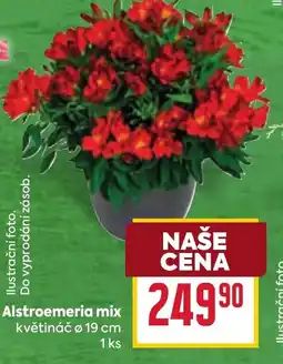 Billa Alstroemeria mix nabídka