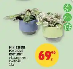 Penny Market MINI ZELENÉ POKOJOVÉ ROSTLINY v keramickém květináči, 1 ks nabídka