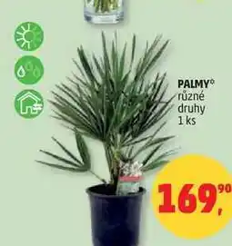 Penny Market PALMY různé druhy, 1 ks nabídka