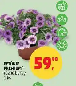 Penny Market PETÚNIE PRÉMIUM různé barvy, 1 ks nabídka